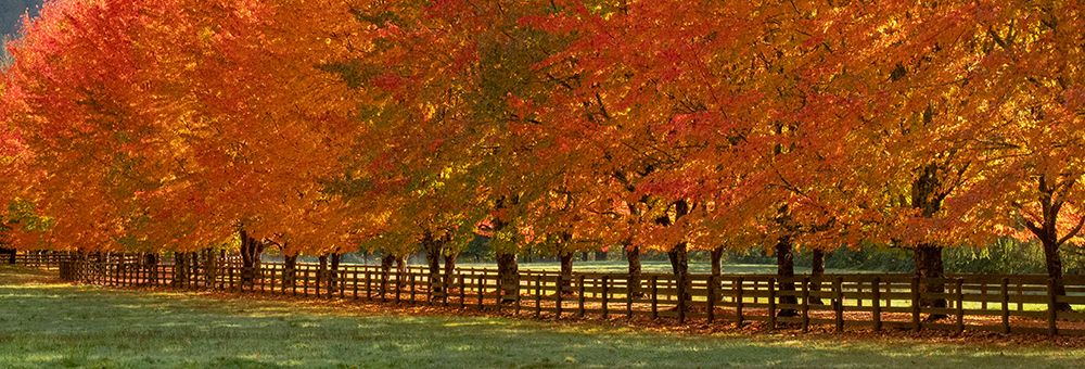 USA-Washington State-North Bend fence and tree lined driveway in fall colors art print by Sylvia Gulin for $57.95 CAD