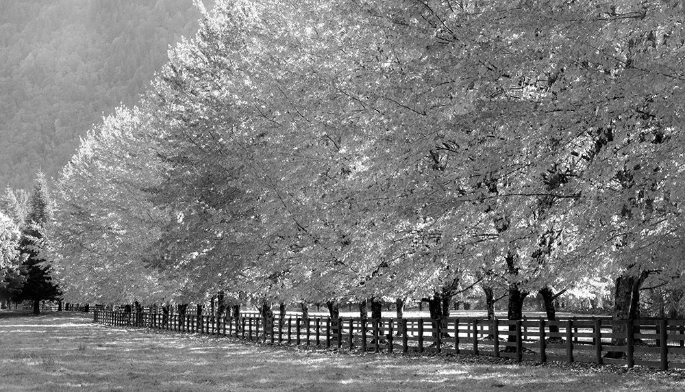USA-Washington State-North Bend fence and tree lined driveway in fall colors art print by Sylvia Gulin for $57.95 CAD