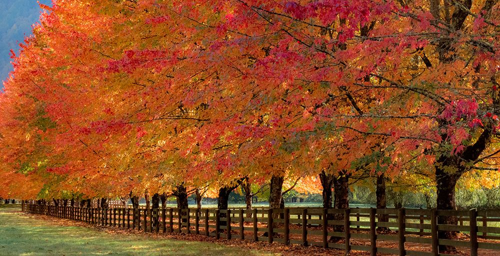 USA-Washington State-North Bend fence and tree lined driveway in fall colors art print by Sylvia Gulin for $57.95 CAD