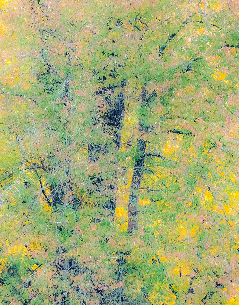 USA-Washington State-Preston-Cottonwoods trees in fall colors art print by Sylvia Gulin for $57.95 CAD