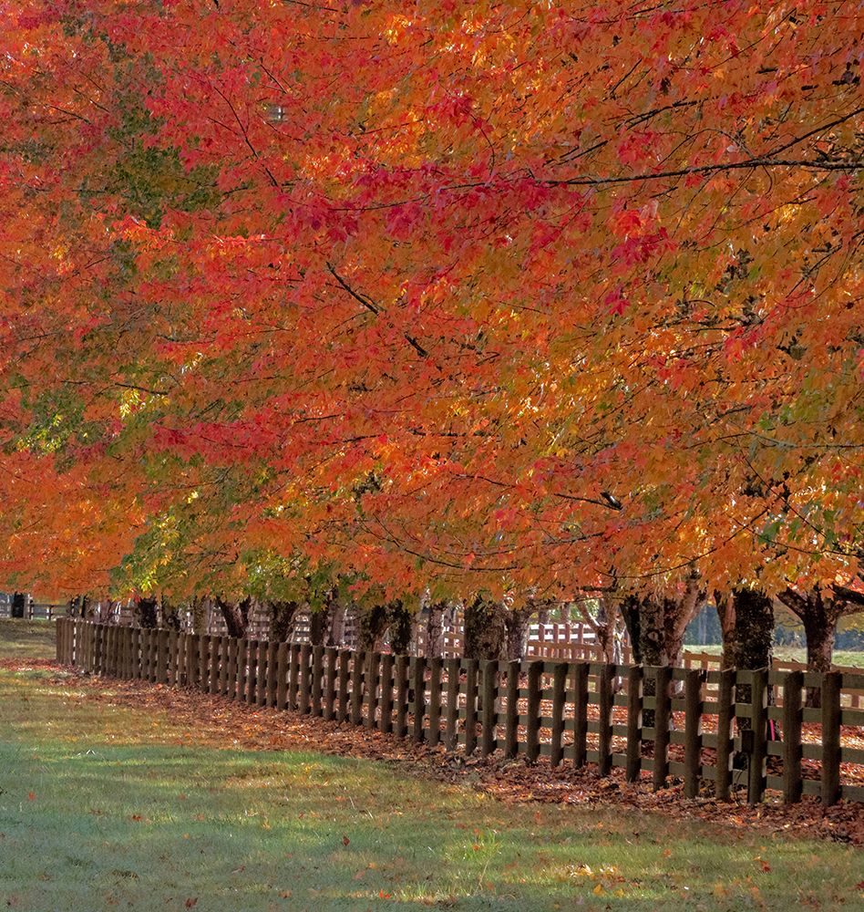 USA-Washington State-North Bend fence and tree lined driveway in fall colors art print by Sylvia Gulin for $57.95 CAD