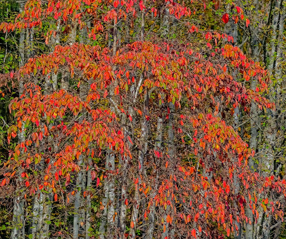 USA-Washington State-Snoqualmie cherry trees in red with backdrop of Alder Tree Trunks art print by Sylvia Gulin for $57.95 CAD
