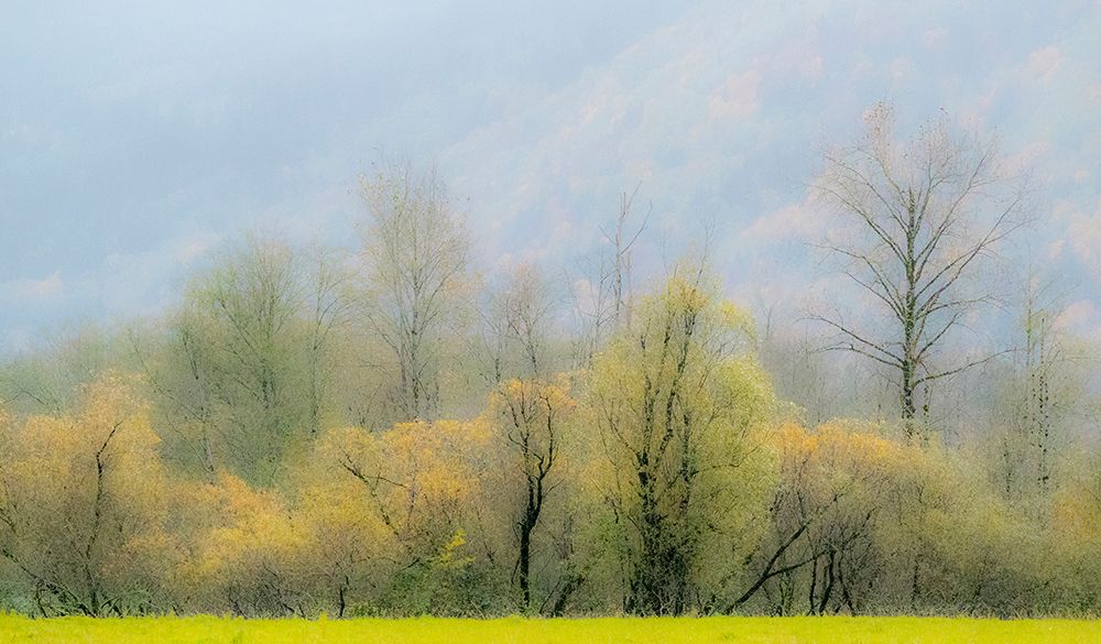 USA-Washington State-North Bend Cottonwood and Willow trees in fall colors art print by Sylvia Gulin for $57.95 CAD
