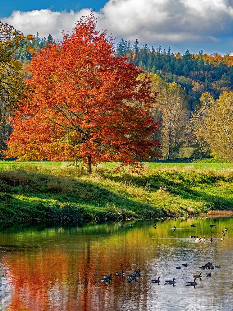 USA-Washington State-Fall City-Snoqualmie River and fall colored maple tree in reflection art print by Sylvia Gulin for $57.95 CAD