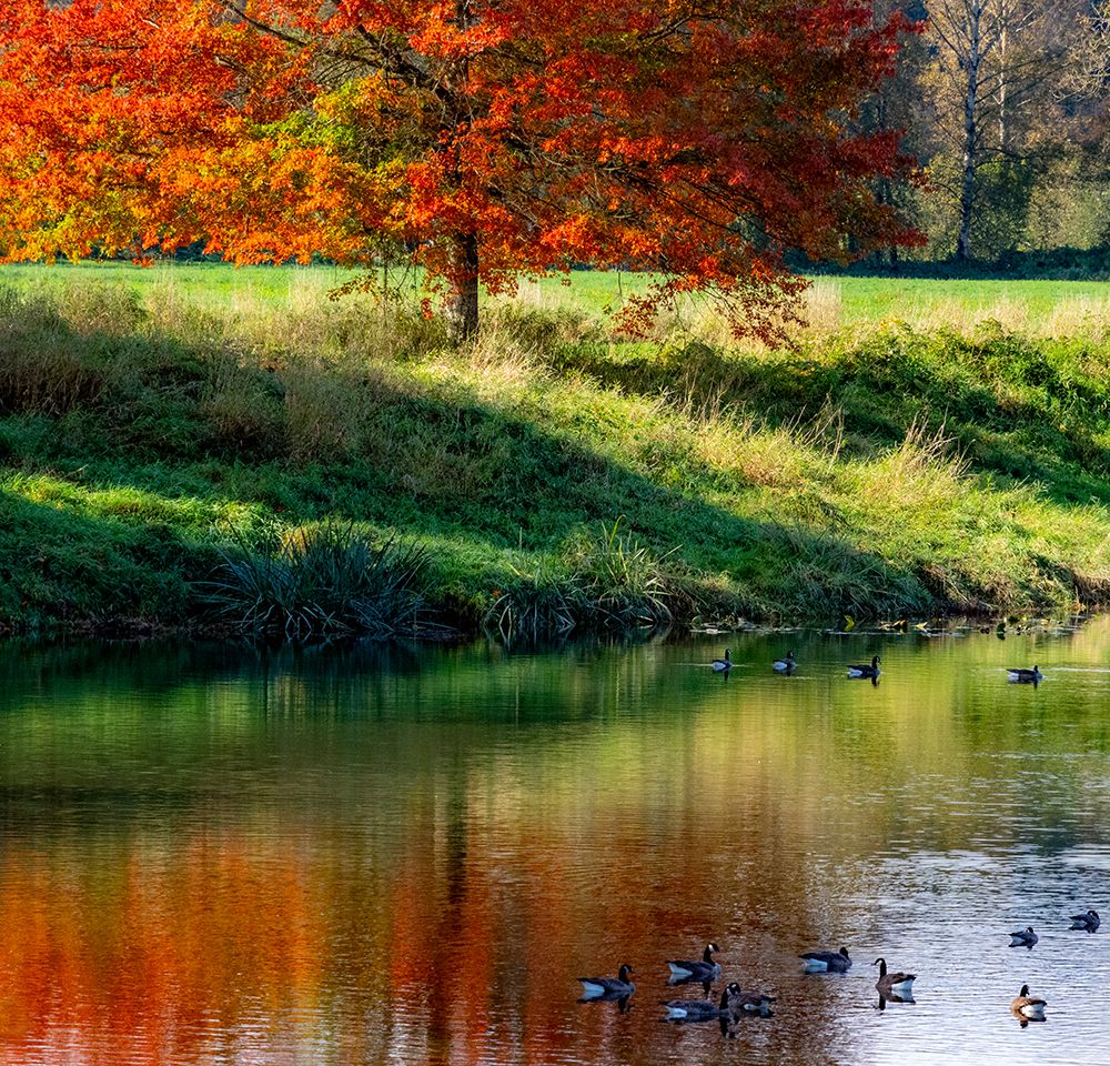 USA-Washington State-Fall City-Snoqualmie River and fall colored maple tree in reflection art print by Sylvia Gulin for $57.95 CAD