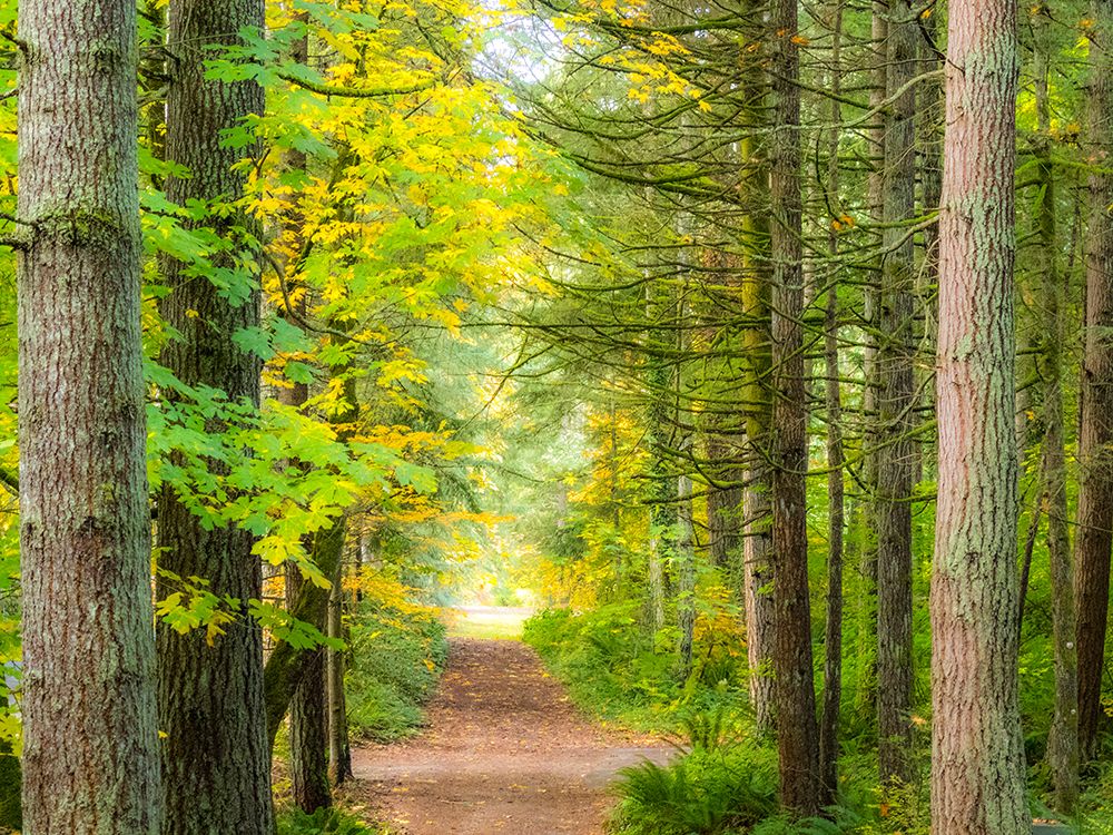 USA-Washington State-Sammamish with trail edged by evergreens and maple trees art print by Sylvia Gulin for $57.95 CAD