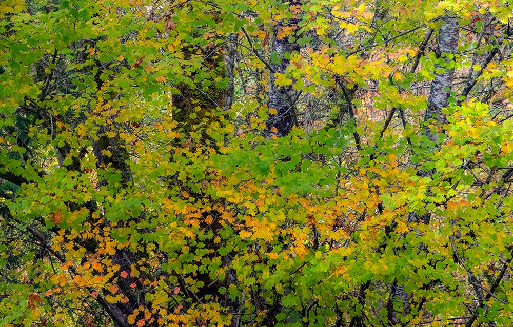 USA-Washington State-Sammamish Japanese Maple leaves with fall colors art print by Sylvia Gulin for $57.95 CAD