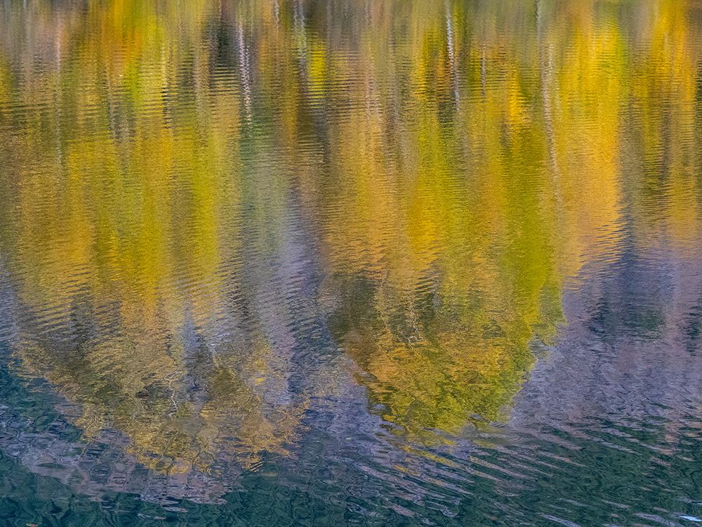 USA-Washington State-Easton and fall colors of Cottonwoods in small pond art print by Sylvia Gulin for $57.95 CAD