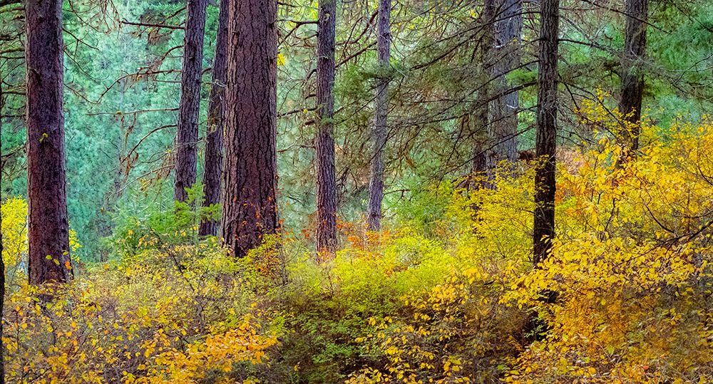 USA-Washington State-off Highway 97 Ponderosa Pine with Golden Carpet below art print by Sylvia Gulin for $57.95 CAD