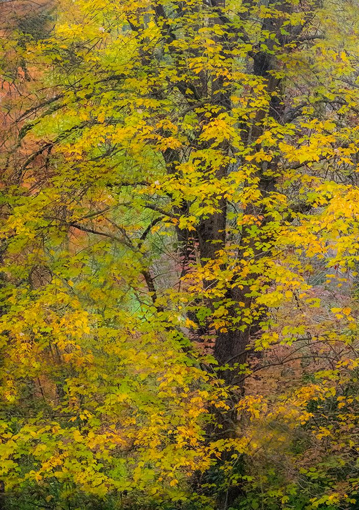 USA-Washington State-Easton and fall colors on Big Leaf Maple and Vine Maple art print by Sylvia Gulin for $57.95 CAD