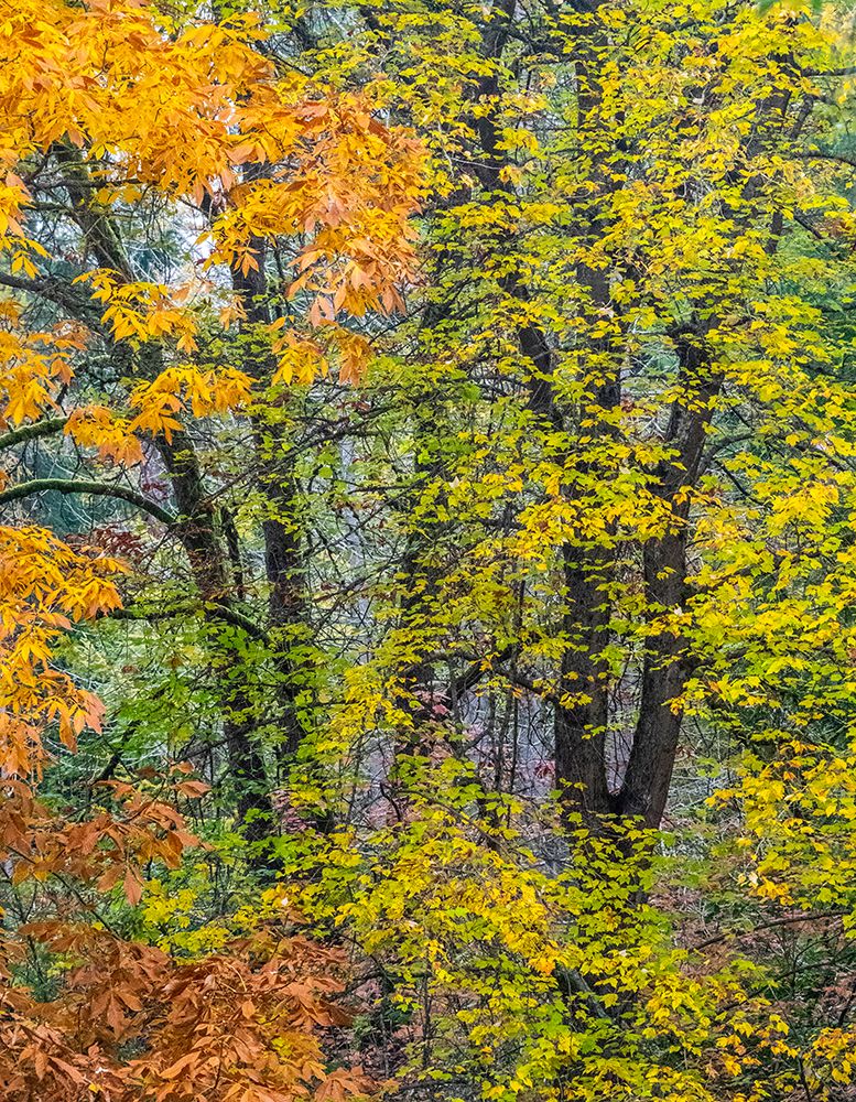 USA-Washington State-Easton and fall colors on Big Leaf Maple and Vine Maple art print by Sylvia Gulin for $57.95 CAD
