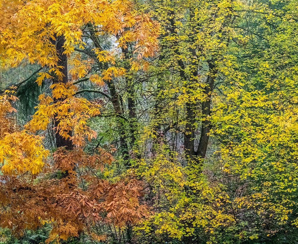 USA-Washington State-Easton and fall colors on Big Leaf Maple and Vine Maple art print by Sylvia Gulin for $57.95 CAD