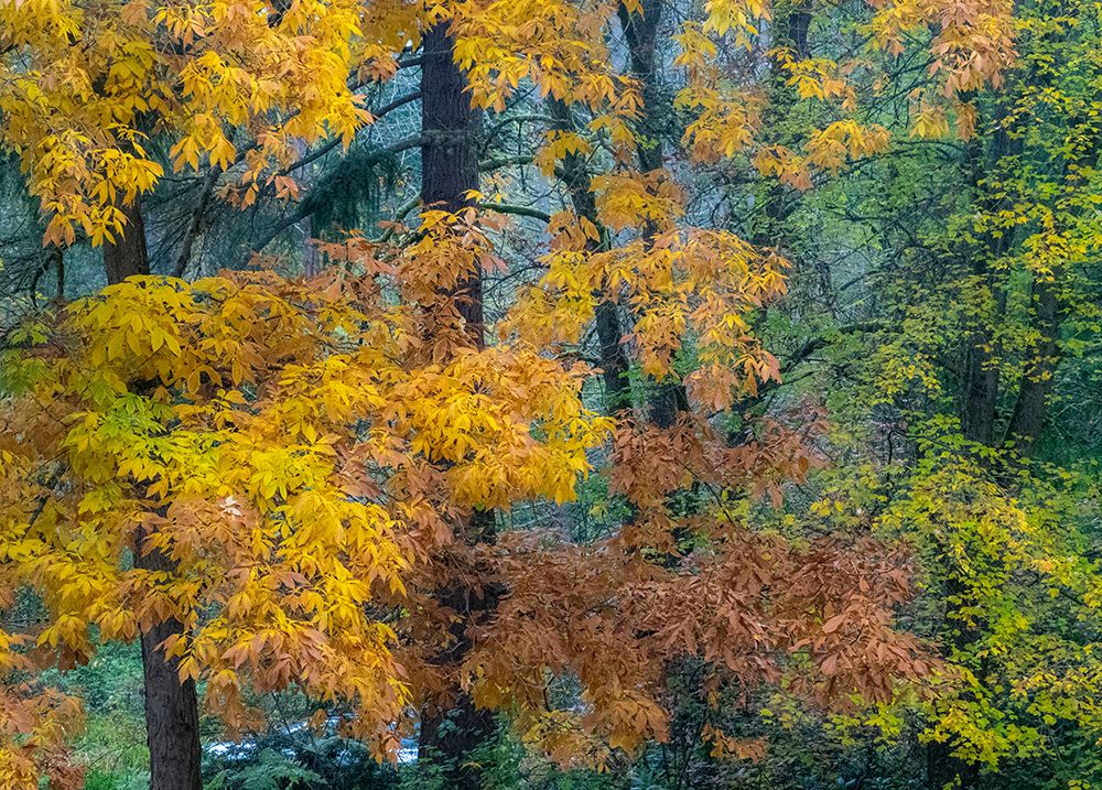 USA-Washington State-Easton and fall colors on Big Leaf Maple and Vine Maple art print by Sylvia Gulin for $57.95 CAD