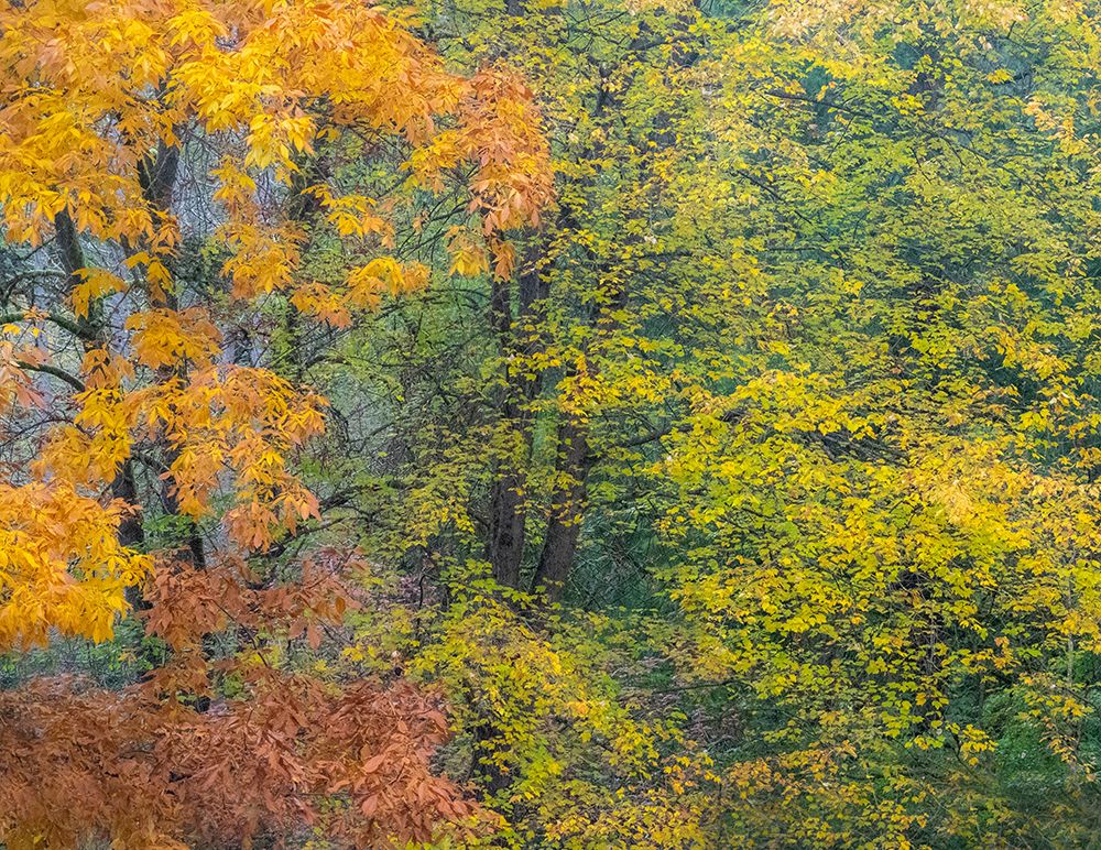 USA-Washington State-Easton and fall colors on Big Leaf Maple and Vine Maple art print by Sylvia Gulin for $57.95 CAD