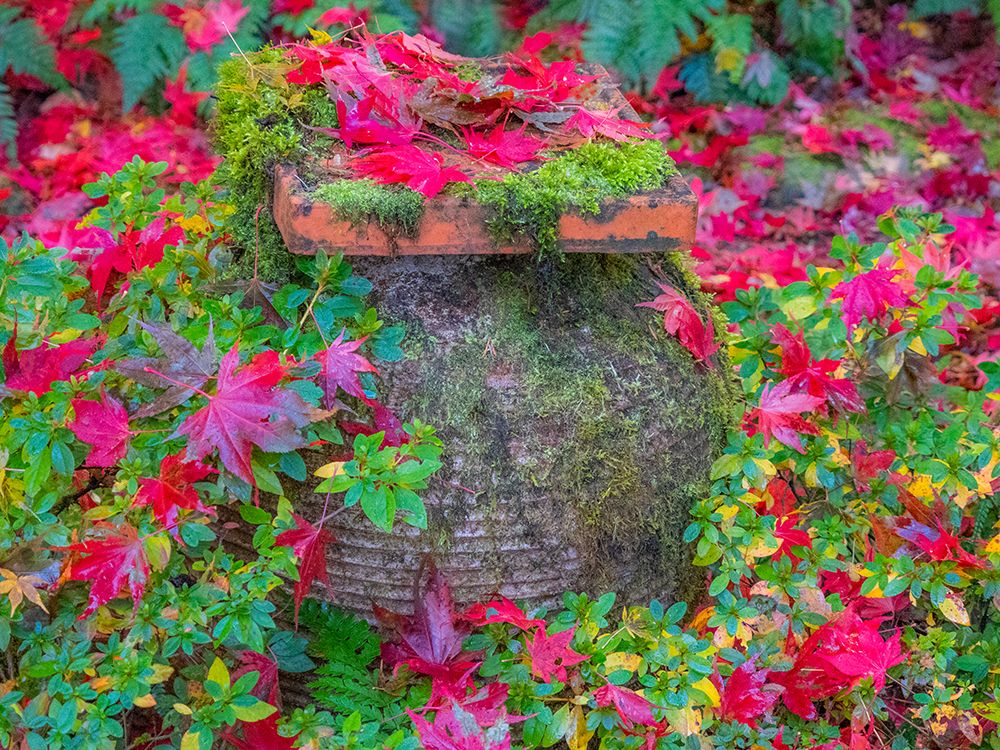 USA-Washington State-Pacific Northwest-Sammamish and red Japanese Maple leaves fallen around pot art print by Sylvia Gulin for $57.95 CAD