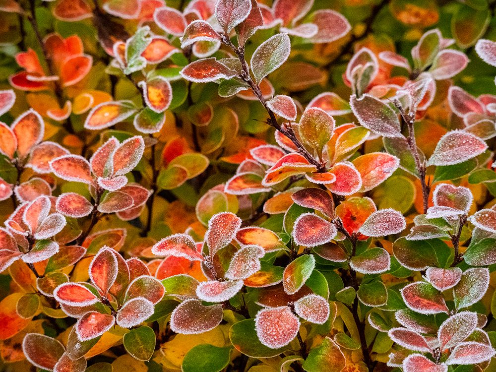 USA-Washington State-Pacific Northwest Sammamish frost rimmed Barberry art print by Sylvia Gulin for $57.95 CAD