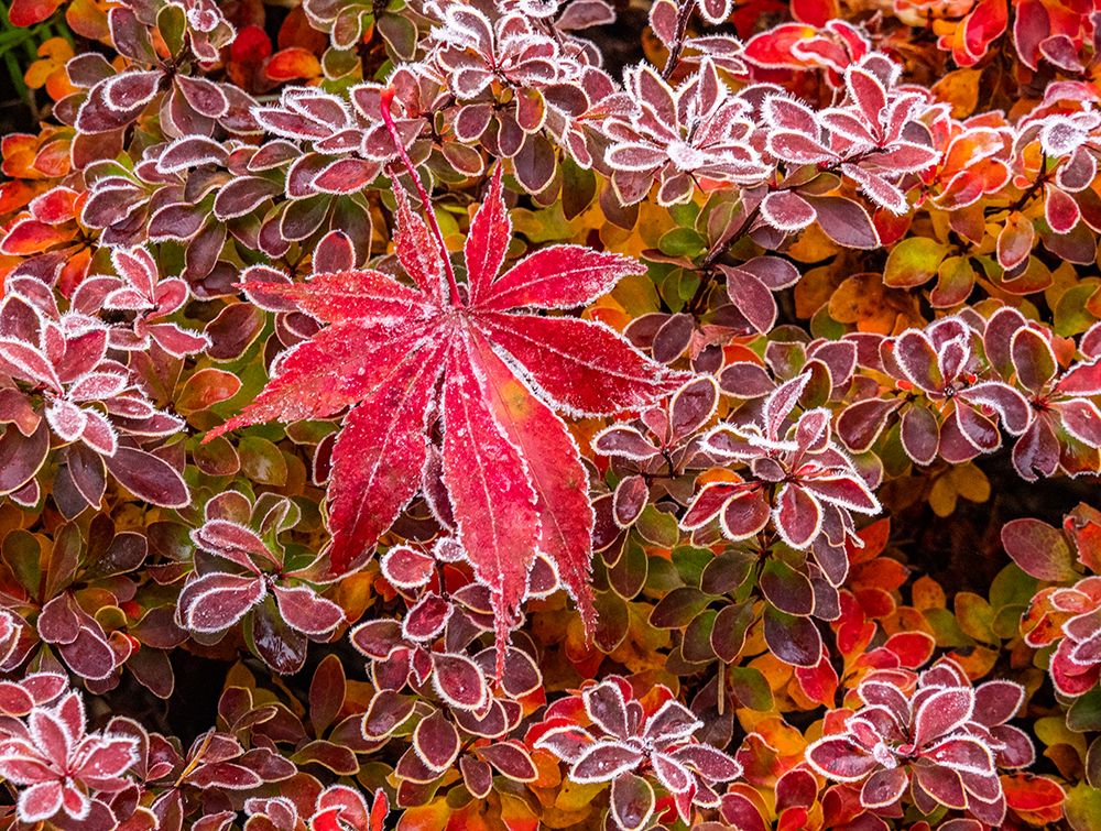 USA-Washington State-Pacific Northwest Sammamish frost rimmed Barberry art print by Sylvia Gulin for $57.95 CAD