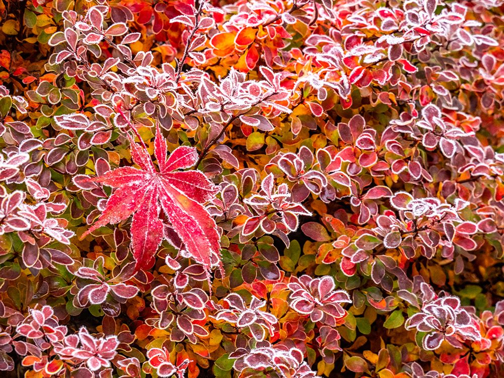 USA-Washington State-Pacific Northwest Sammamish frost rimmed Barberry art print by Sylvia Gulin for $57.95 CAD