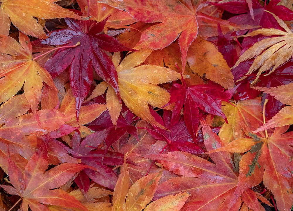 USA-Washington State-Pacific Northwest-Sammamish and red Japanese Maple leaves fallen on ground art print by Sylvia Gulin for $57.95 CAD