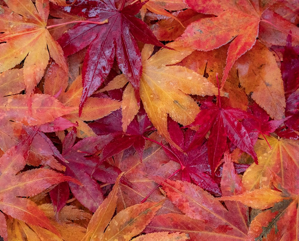 USA-Washington State-Pacific Northwest-Sammamish and red Japanese Maple leaves fallen on ground art print by Sylvia Gulin for $57.95 CAD