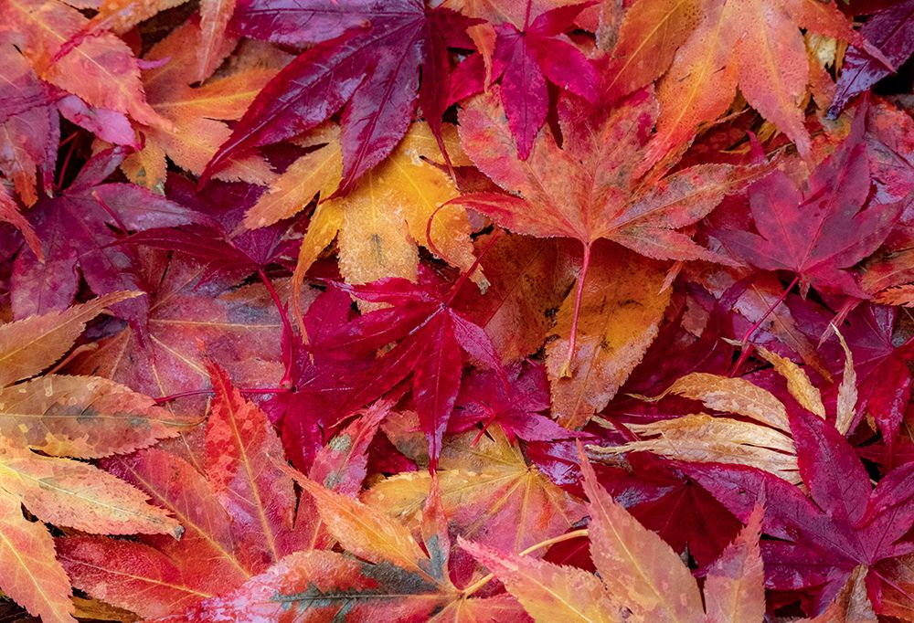 USA-Washington State-Pacific Northwest-Sammamish and red Japanese Maple leaves fallen on ground art print by Sylvia Gulin for $57.95 CAD
