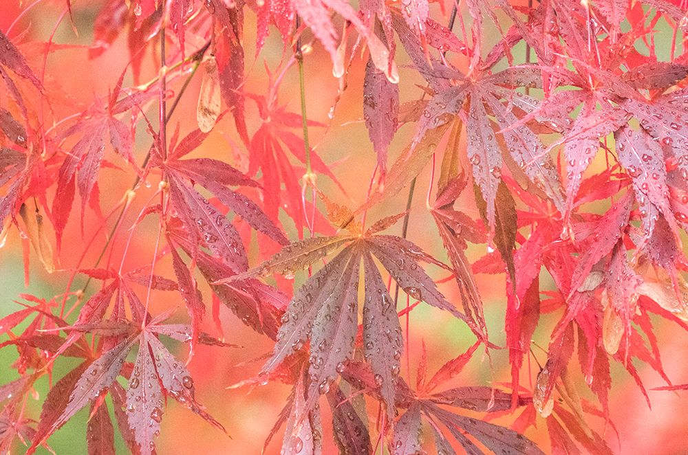 USA-Washington State-Pacific Northwest-Sammamish and red Japanese Maple leaves with dewdrops art print by Sylvia Gulin for $57.95 CAD