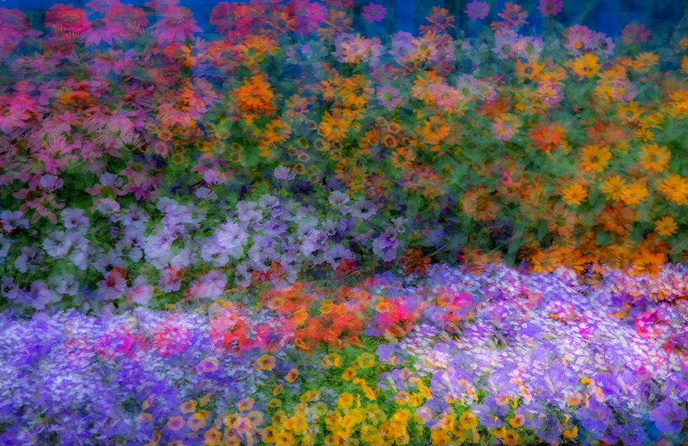 USA-Washington State-Pacific Northwest-Sammamish colorful flowers and blue picket fence art print by Sylvia Gulin for $57.95 CAD