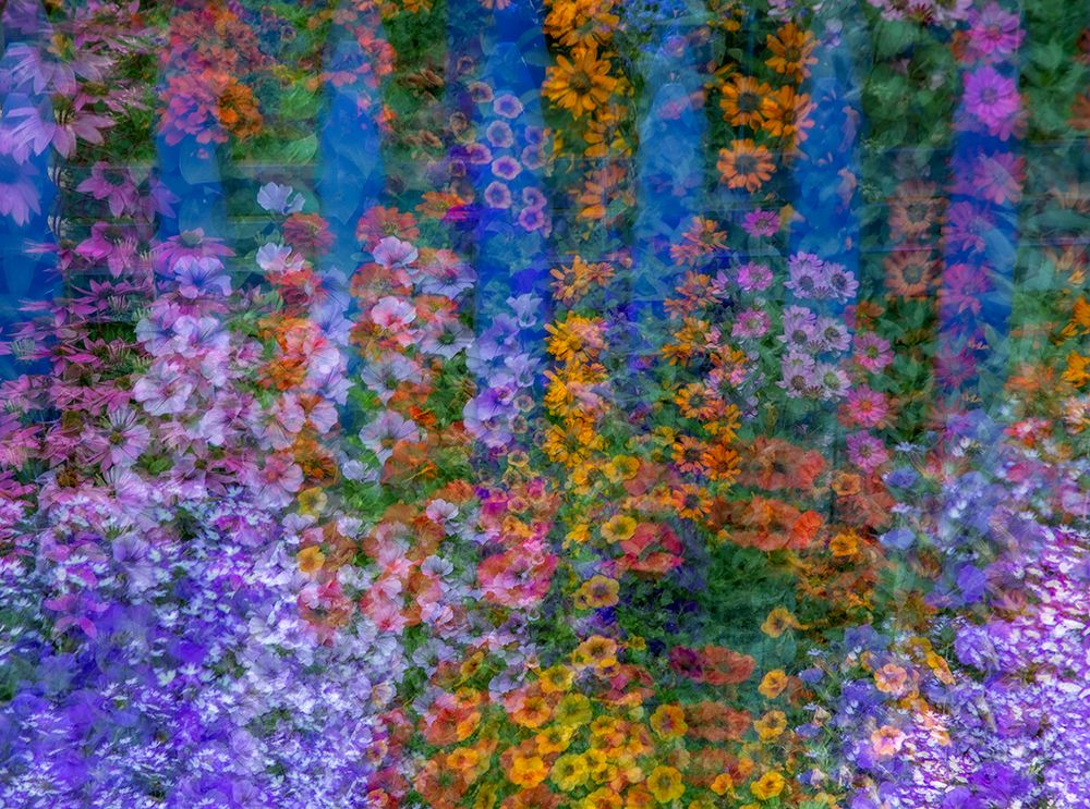 USA-Washington State-Pacific Northwest-Sammamish colorful flowers and blue picket fence art print by Sylvia Gulin for $57.95 CAD