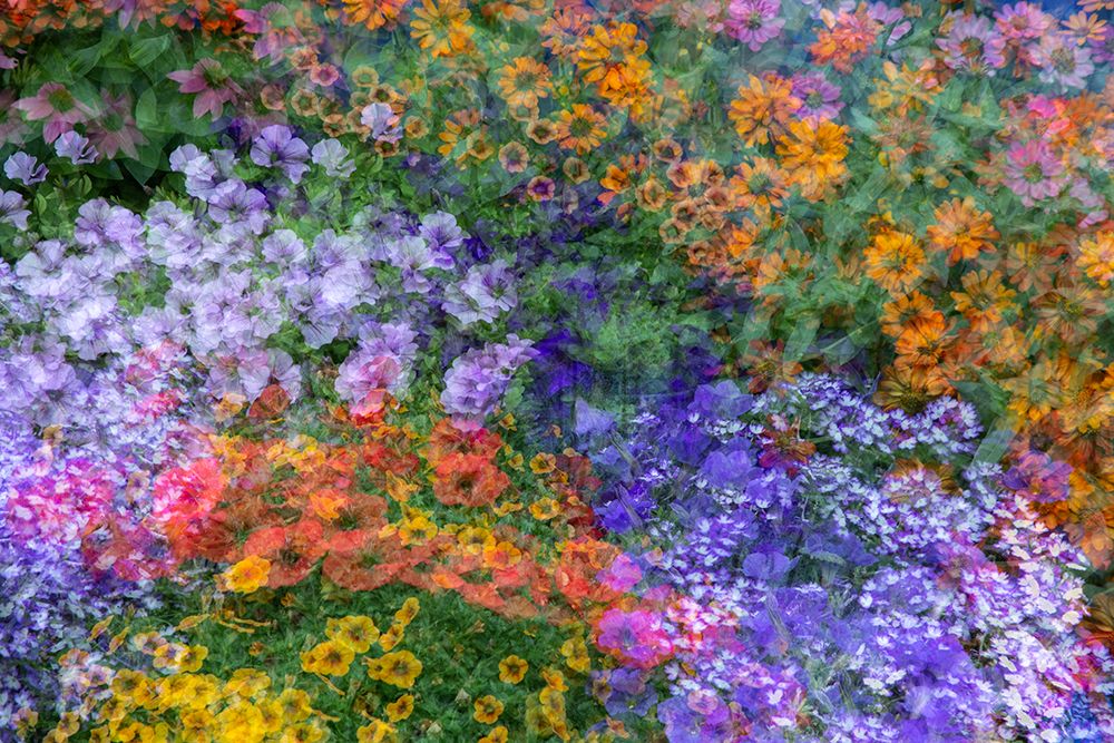 USA-Washington State-Pacific Northwest-Sammamish colorful flowers and blue picket fence art print by Sylvia Gulin for $57.95 CAD