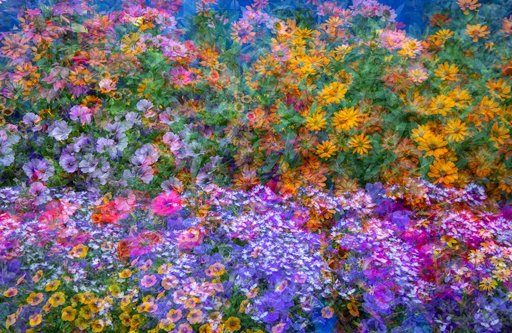 USA-Washington State-Pacific Northwest-Sammamish colorful flowers and blue picket fence art print by Sylvia Gulin for $57.95 CAD