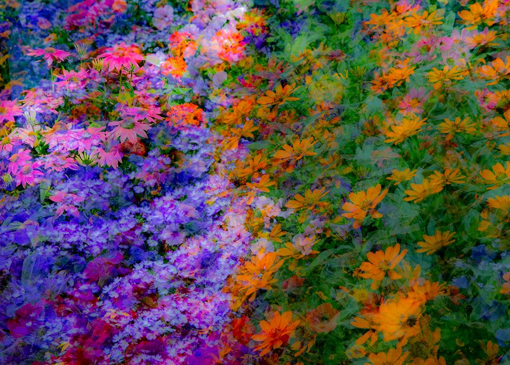USA-Washington State-Pacific Northwest-Sammamish colorful flowers and blue picket fence art print by Sylvia Gulin for $57.95 CAD