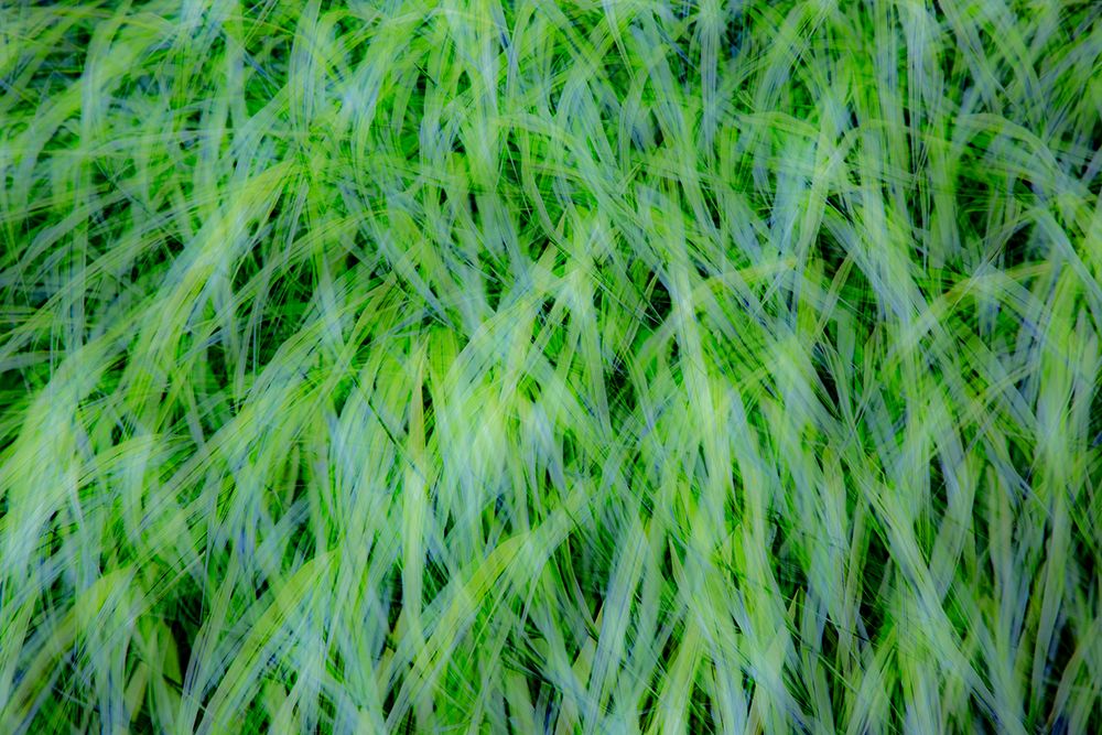 USA-Washington State-Pacific Northwest Sammamish with green grasses art print by Sylvia Gulin for $57.95 CAD