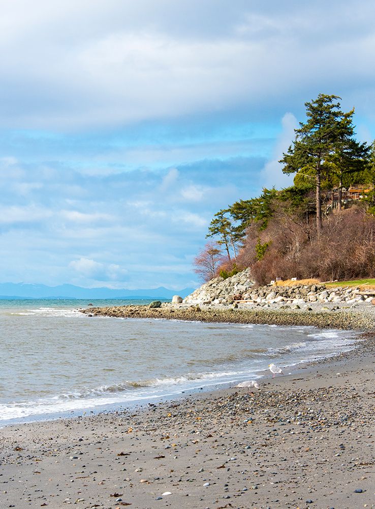 USA, Blaine, Washington State. Bright winter day gulls forage Birch Bay shoreline. art print by Trish Drury for $57.95 CAD