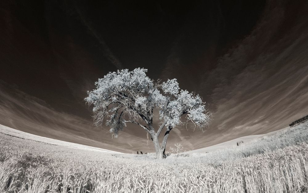 Lone tree in field of harvested wheat art print by Terry Eggers for $57.95 CAD