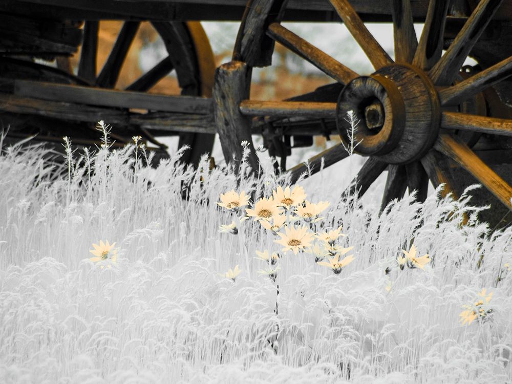 Wagon wheels with Spring wildflowers art print by Terry Eggers for $57.95 CAD
