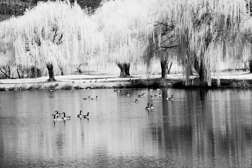 USA-Washington State-Eastern Washington-Weeping willow tree reflecting in pond art print by Terry Eggers for $57.95 CAD