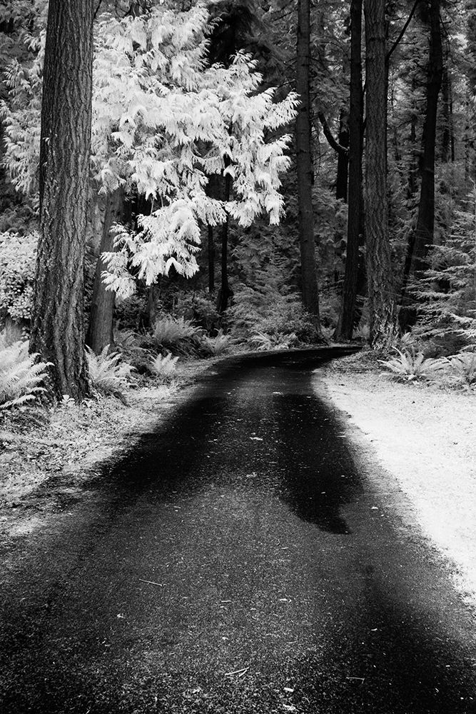 USA-Washington State-Skagit Valley-Country backroad through forest art print by Terry Eggers for $57.95 CAD