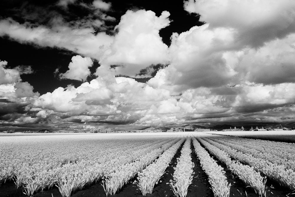 USA-Washington State-Skagit Valley-Large field of Tulip rows and clouds art print by Terry Eggers for $57.95 CAD
