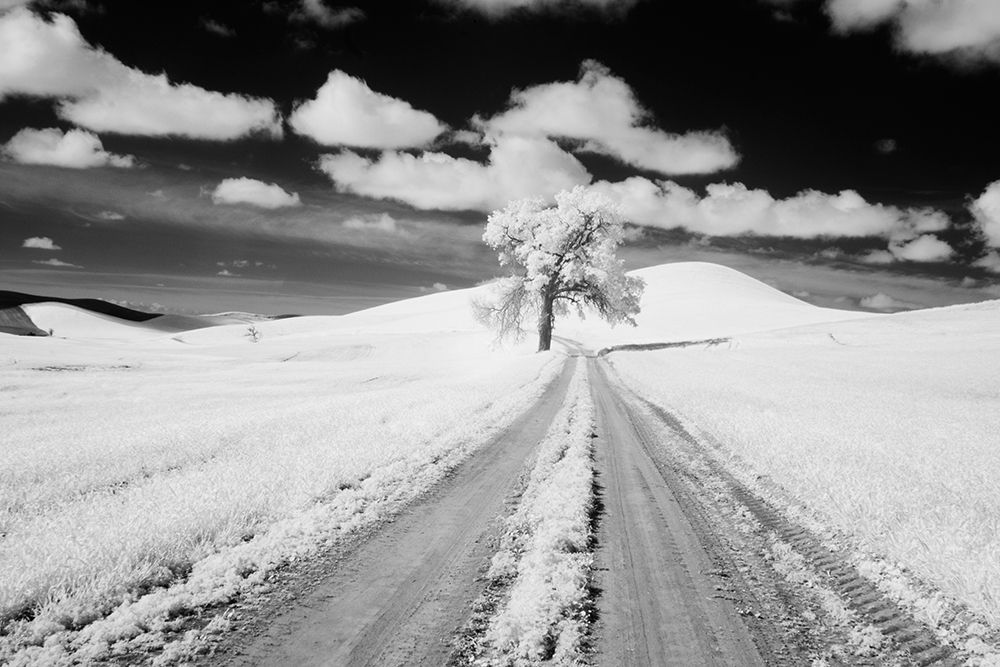USA-Washington State-Lone along Country backroad in wheat Field art print by Terry Eggers for $57.95 CAD