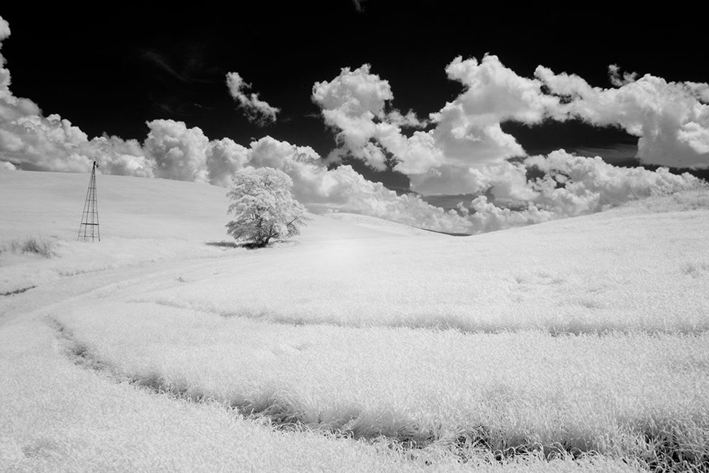 USA-Washington State-Lone tree in field of wheat art print by Terry Eggers for $57.95 CAD