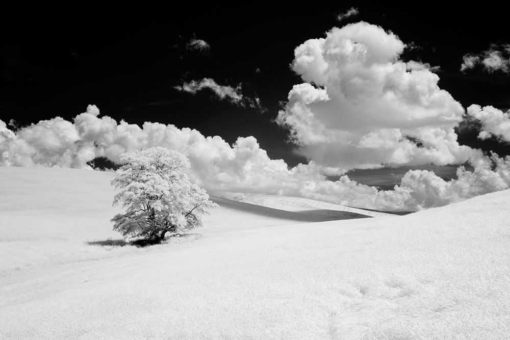 USA-Washington State-Lone tree in field of wheat art print by Terry Eggers for $57.95 CAD