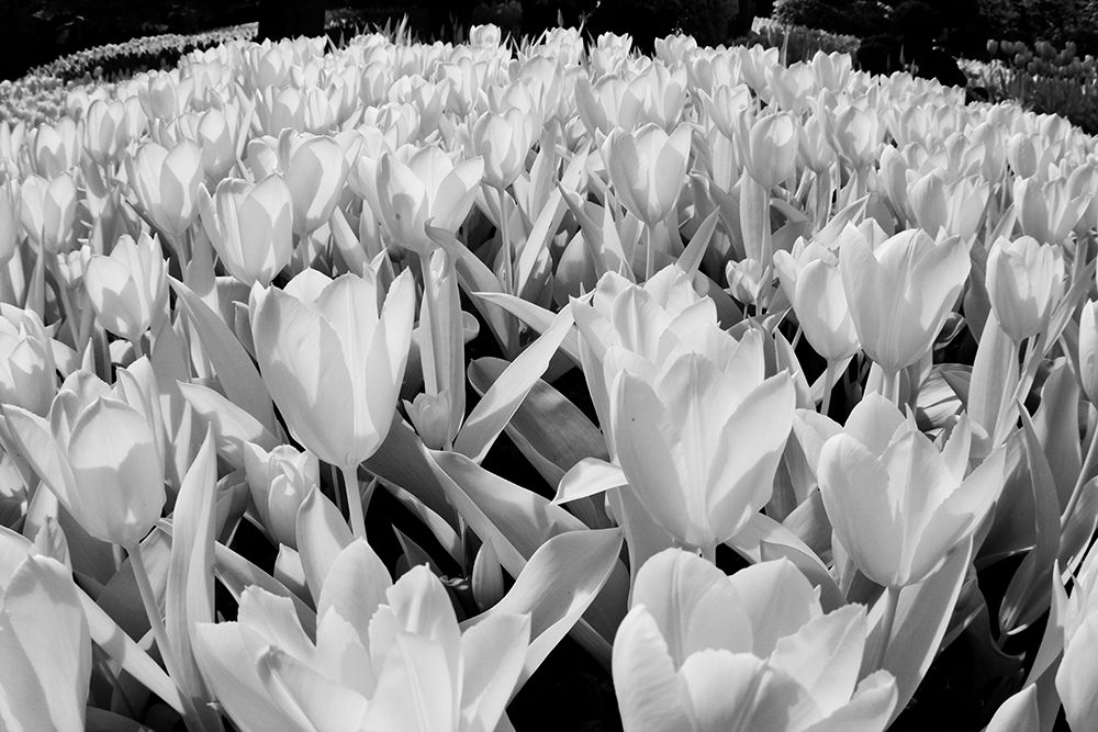 USA-Washington State-Skagit Valley-low angle of Tulip mass art print by Terry Eggers for $57.95 CAD