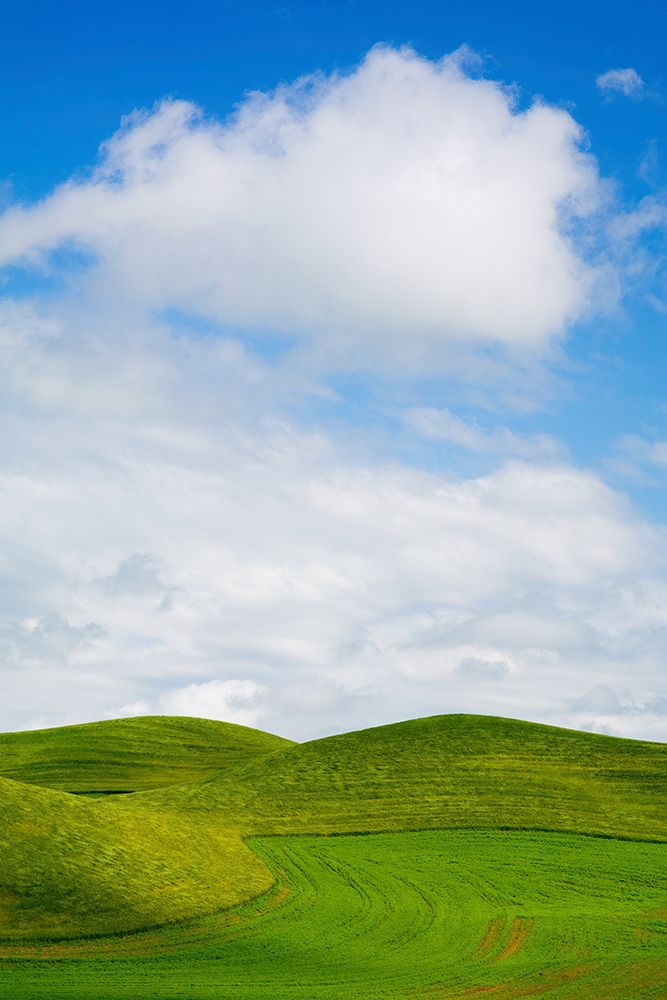 USA-Washington State-Palouse Region-Patterns in the fields of fresh green Spring wheat art print by Terry Eggers for $57.95 CAD