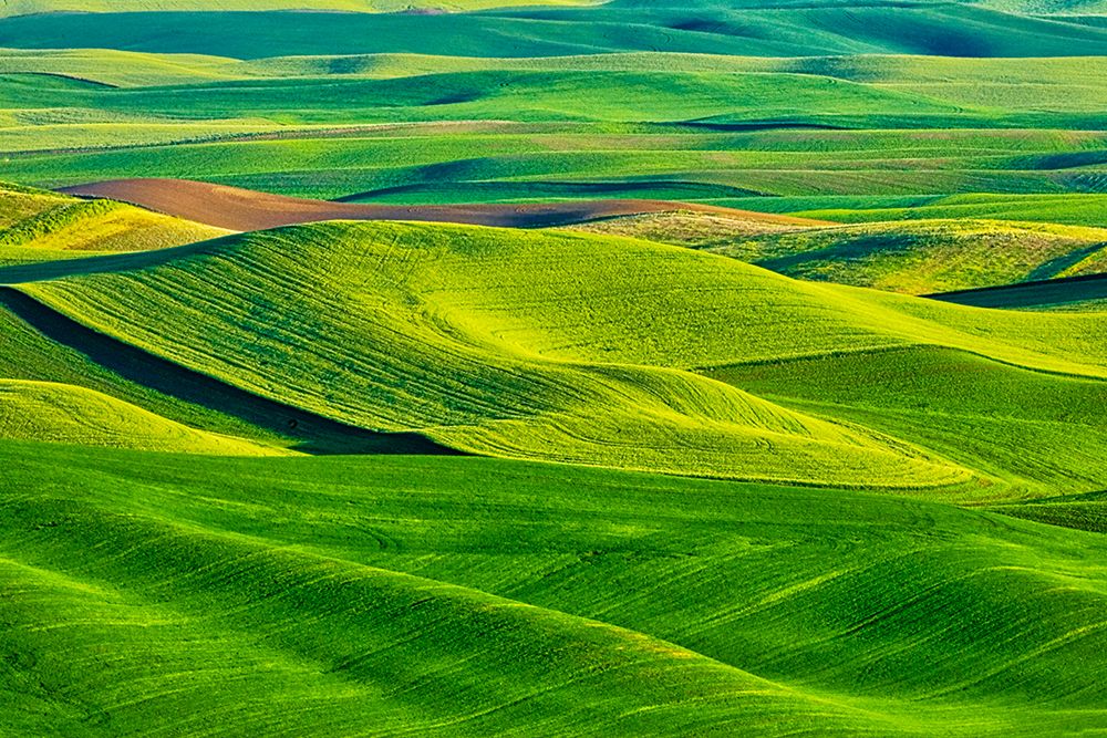 USA-Washington State-Palouse Region-Patterns in the fields of fresh green Spring wheat art print by Terry Eggers for $57.95 CAD