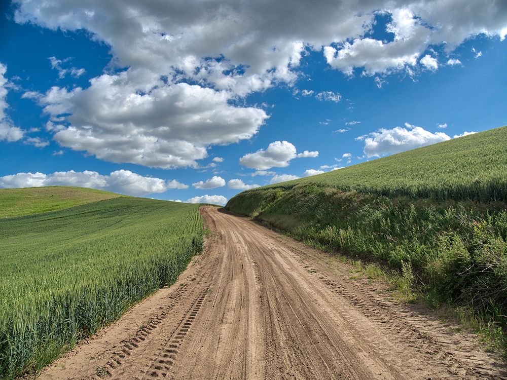 USA-Washington State-Palouse-Country Backroad through Spring wheat fields art print by Terry Eggers for $57.95 CAD