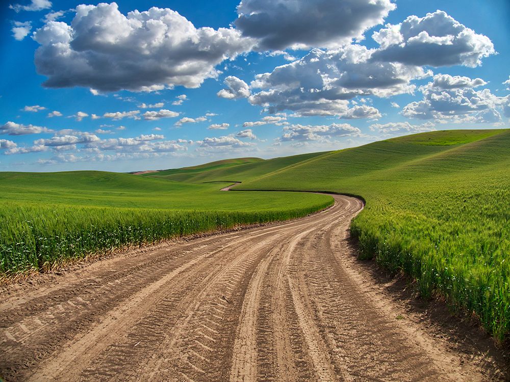 USA-Washington State-Palouse-Country Backroad through Spring wheat fields art print by Terry Eggers for $57.95 CAD