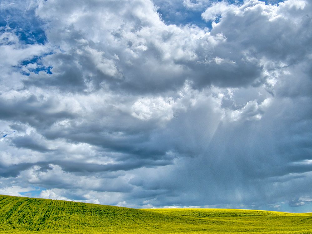 USA-Washington State-Palouse-Spring canola field with beautiful clouds art print by Terry Eggers for $57.95 CAD