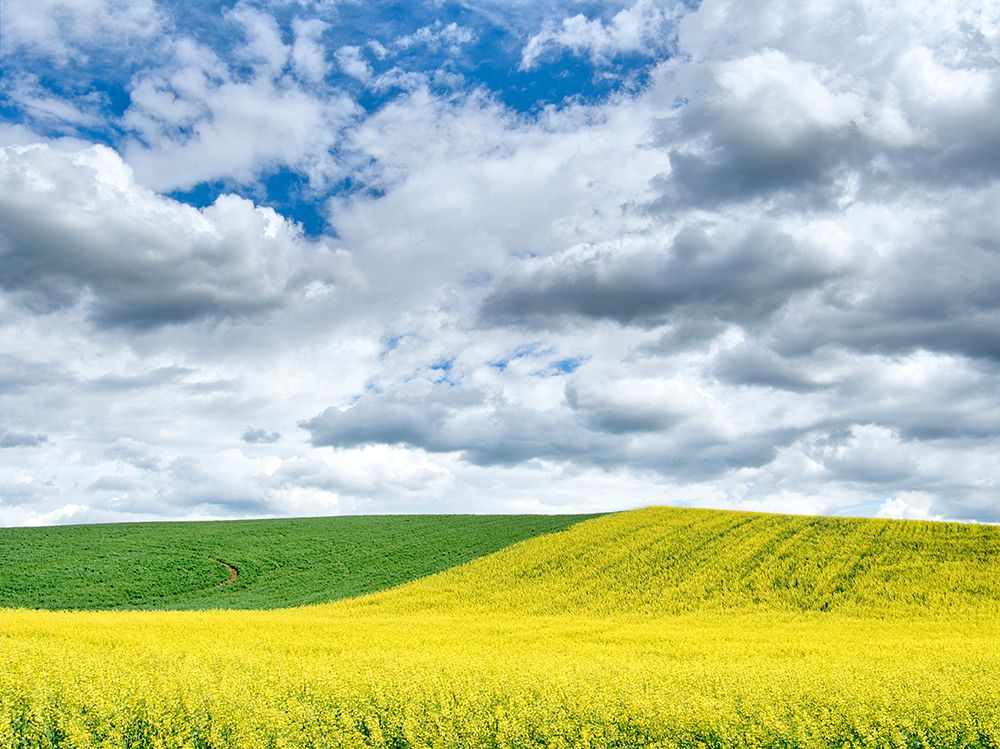 USA-Washington State-Palouse-Rolling hills of canola and wheat art print by Terry Eggers for $57.95 CAD