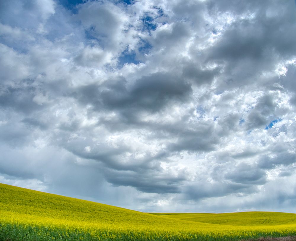USA-Washington State-Palouse-Spring canola field with beautiful clouds art print by Terry Eggers for $57.95 CAD
