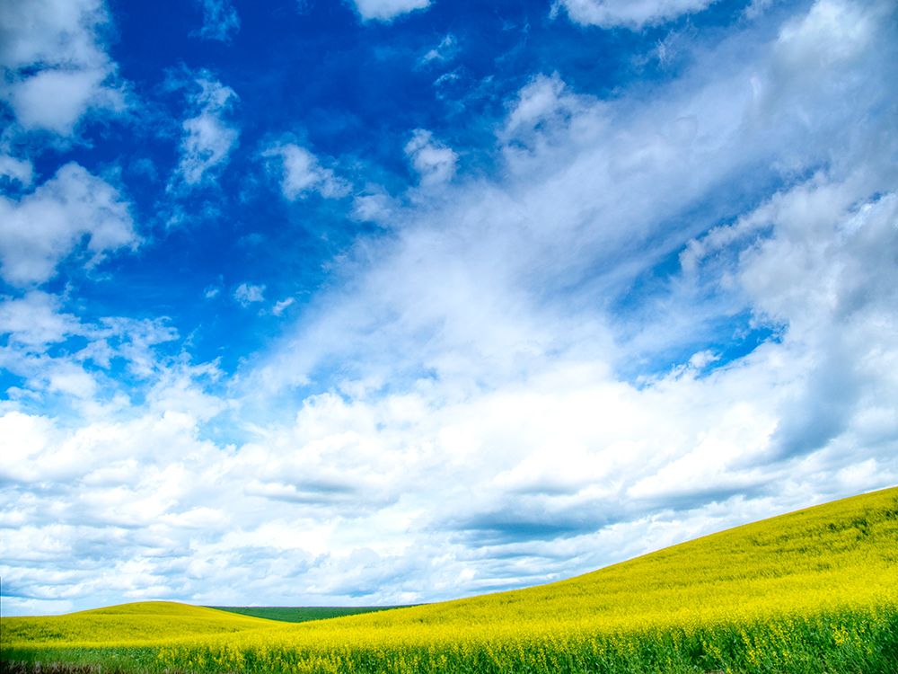 USA-Washington State-Palouse-Spring canola field with beautiful clouds art print by Terry Eggers for $57.95 CAD